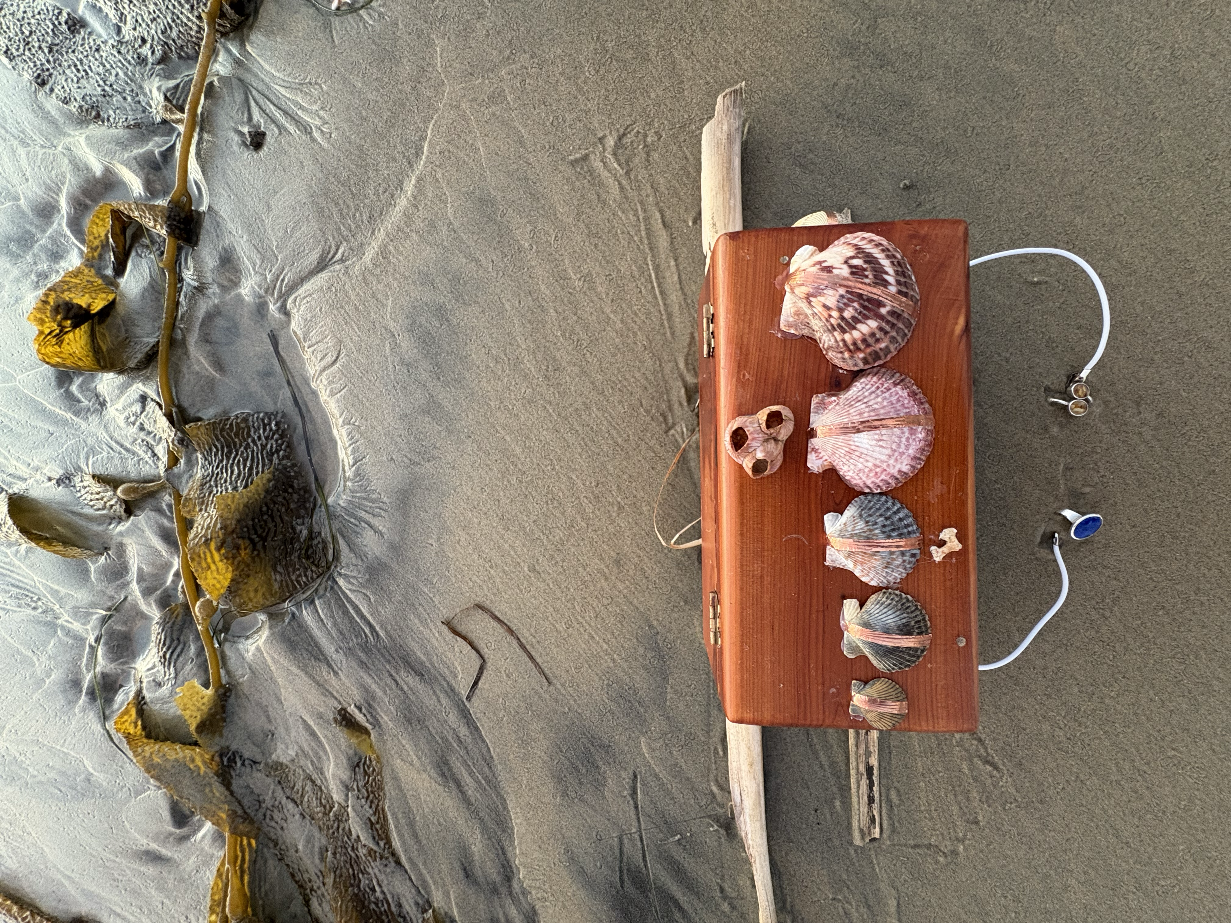 Shellfeggio top view with kelp