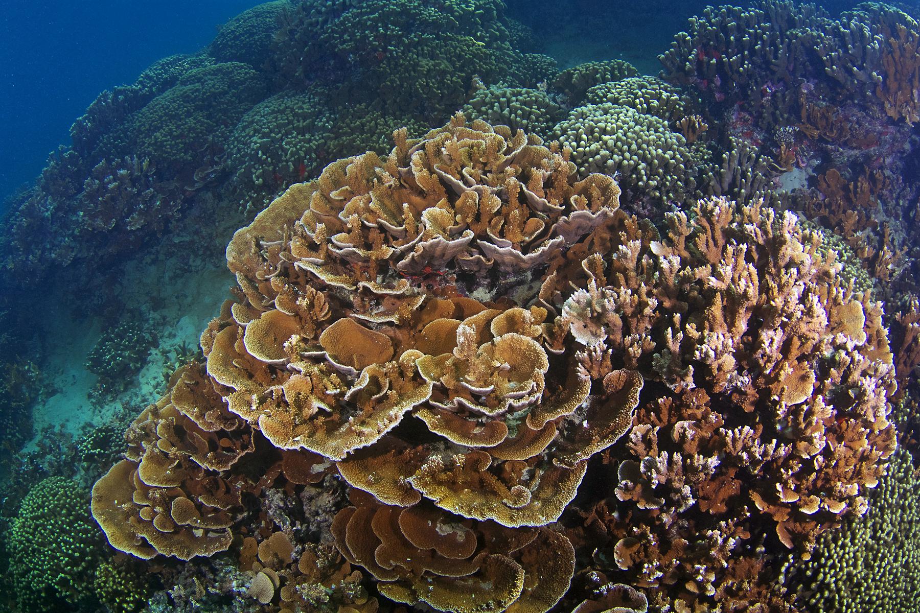 M. capitata reef, UHM