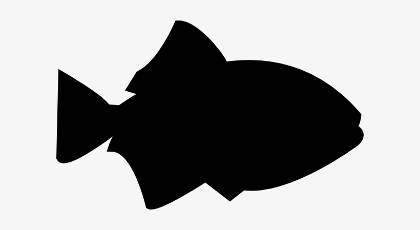 Unknown reef fish